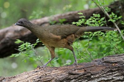 Plain Chachalaca 2024-03-01