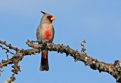 Pyrrhuloxia 2024-03-01