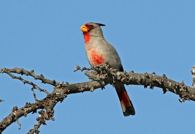 Pyrrhuloxia 2024-03-01