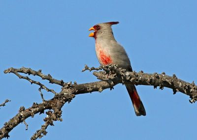 Pyrrhuloxia 2024-03-01