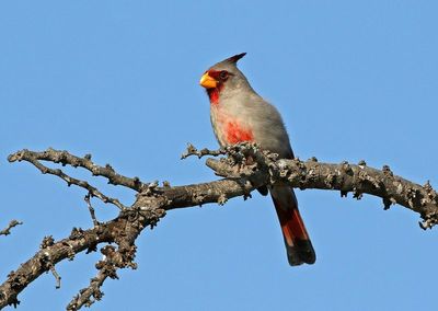 Pyrrhuloxia 2024-03-01