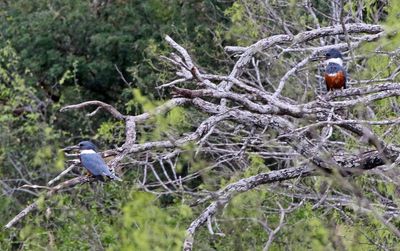 Ringed Kingfisher 2024-03-01