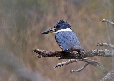 Ringed Kingfisher 2024-03-01