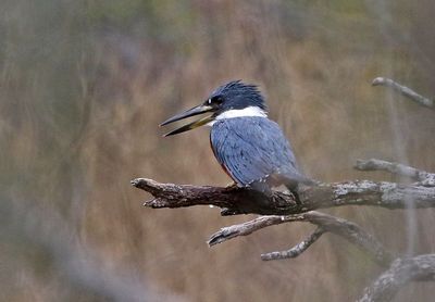 Ringed Kingfisher 2024-03-01