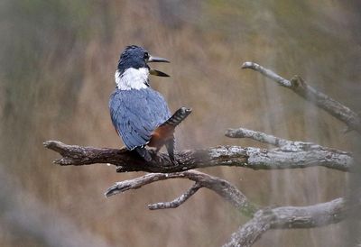 Ringed Kingfisher 2024-03-01