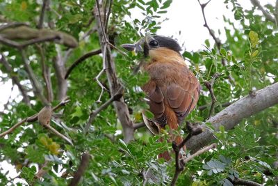 Rose-throated Becard 2024-03-01