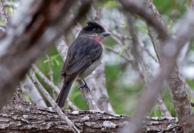 Rose-throated Becard 2024-03-01