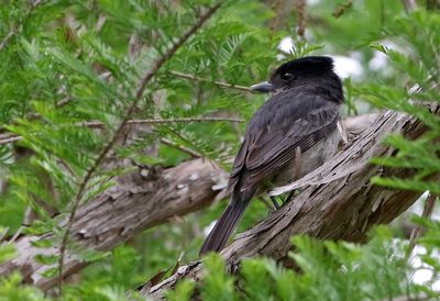 Rose-throated Becard 2024-03-01