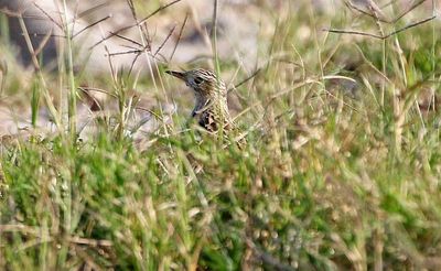 Sprague's Pipit 2024-03-01