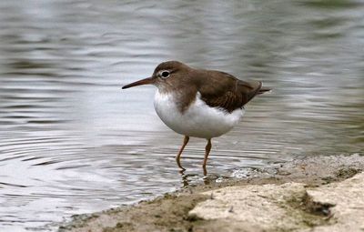 Spotted Sandpiper 2024-03-01