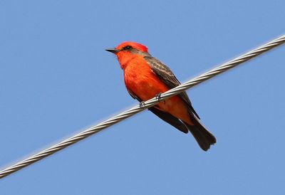 Vermilion Flycatcher 2024-03-01