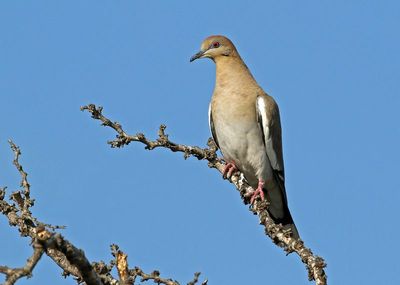 White-winged Dove 2024-03-01