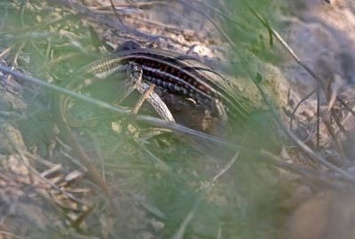 Lizard 2024-03-02