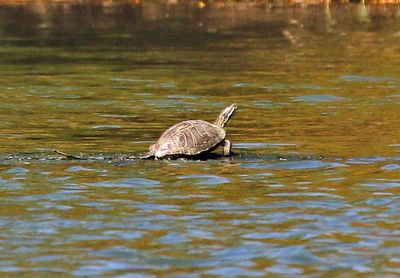 Turtle 2024-03-02