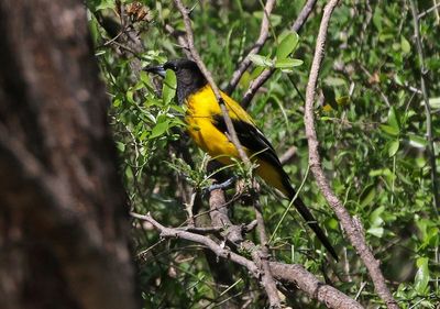 Audubon's Oriole 2024-03-02
