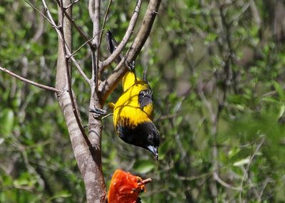 Audubon's Oriole 2024-03-02