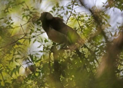 Brown Jay 2024-03-02