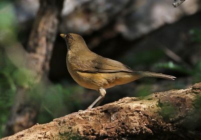 Clay-colored Thrush 2024-03-02