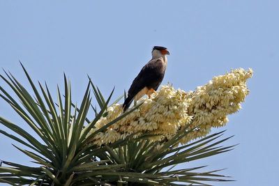 Crested Caracara 2024-03-02