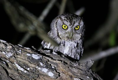 'McCall's' Eastern Screech-Owl 2024-03-02