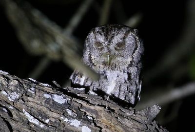 'McCall's' Eastern Screech-Owl 2024-03-02