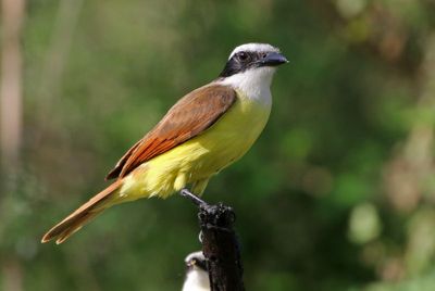 Great Kiskadee 2024-03-02