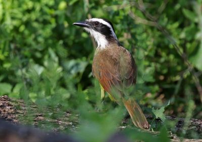 Great Kiskadee 2024-03-02