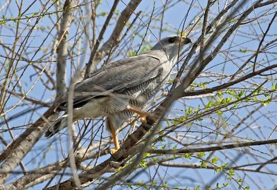 Gray Hawk 2024-03-02