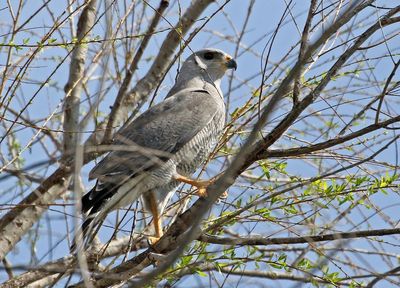 Gray Hawk 2024-03-02