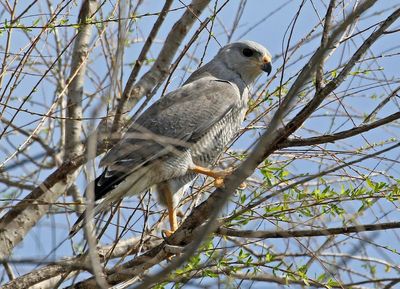 Gray Hawk 2024-03-02