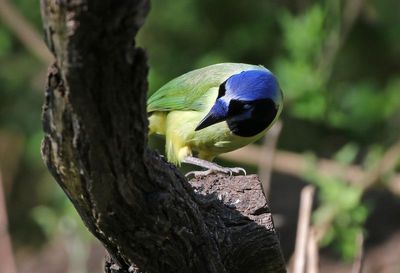 Green Jay 2024-03-02