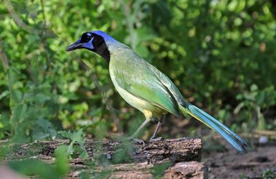 Green Jay 2024-03-02