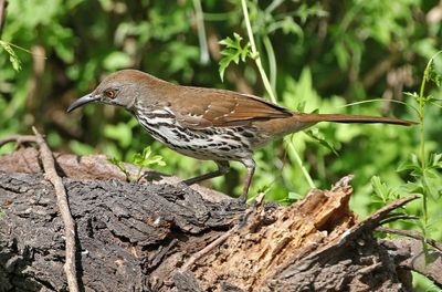 Long-billed Thrasher 2024-03-02