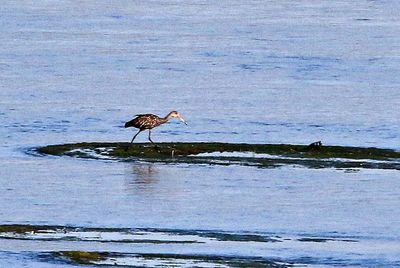 Limpkin 2024-03-02
