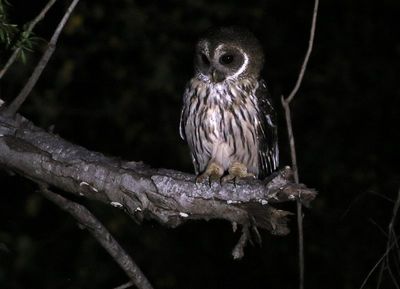 Mottled Owl 2024-03-02