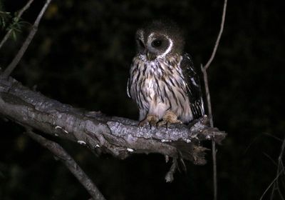 Mottled Owl 2024-03-02