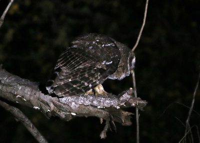 Mottled Owl 2024-03-02