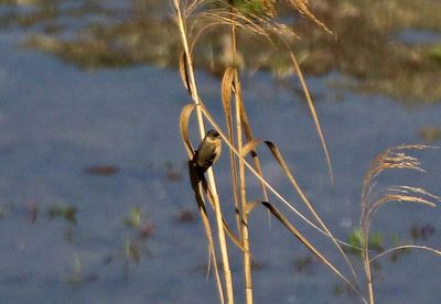 Morelet's Seedeater 2024-03-02