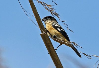 Morelet's Seedeater 2024-03-02