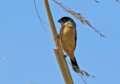 Morelet's Seedeater 2024-03-02