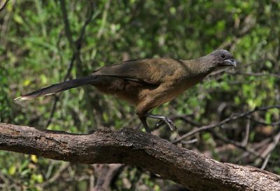 Plain Chachalaca 2024-03-02