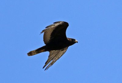 Zone-tailed Hawk 2024-03-02
