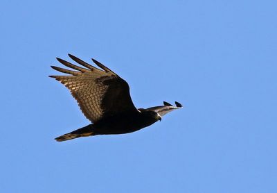 Zone-tailed Hawk 2024-03-02