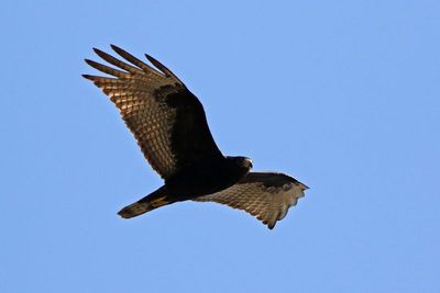 Zone-tailed Hawk 2024-03-02