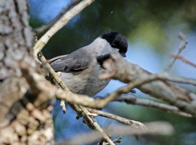 Carolina Chickadee 2024-03-03