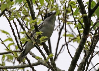 Gray-collared Becard 2024-03-03