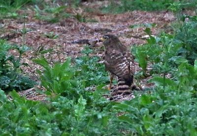 Roadside Hawk 2024-03-03