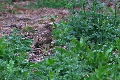 Roadside Hawk 2024-03-03