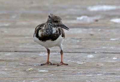 Ruddy Turnstone 2024-03-03