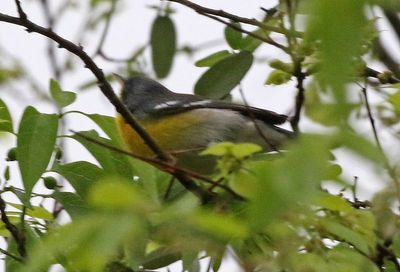 Tropical Parula 2024-03-03
